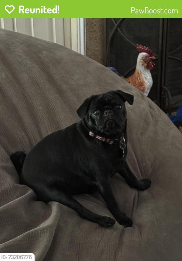 Reunited Female Dog last seen Near RiverBend and Guy C. Lee Construction, New Bern, NC 28562