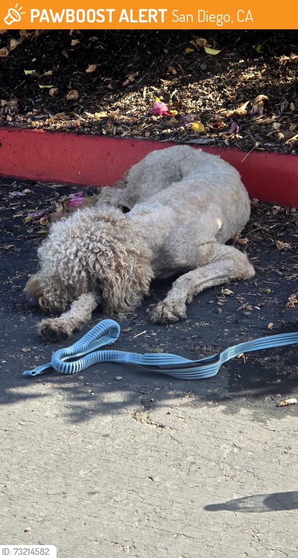 Found/Stray Male Dog last seen Parking lot of RF-lambda, San Diego, CA 92121