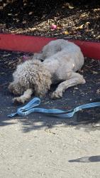 Found/Stray Male Dog last seen Parking lot of RF-lambda, San Diego, CA 92121