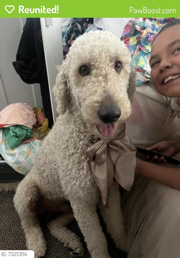 Reunited Male Dog last seen Near E Lincoln Ave, Anaheim, CA 92806, USA, Anaheim, CA 92806