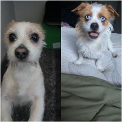 Reunited Male Dog last seen Serra Ct NE, Salem, OR 97305, USA, Salem, OR 97305