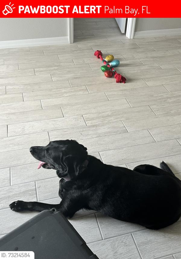 Lost Female Dog last seen Babcock St, Palm Bay, FL 32907