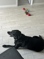 Lost Female Dog last seen Babcock St, Palm Bay, FL 32907