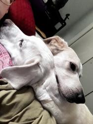 Lost Male Dog last seen 18th street, Lake Charles, LA 70601