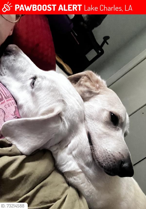 Lost Male Dog last seen 18th street, Lake Charles, LA 70601