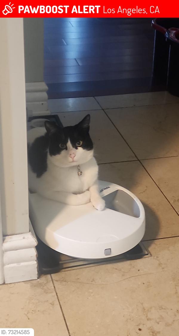 Lost Female Cat last seen Dalton and Jefferson blvd, Los Angeles, CA 90018