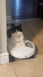 Lost Female Cat last seen Dalton and Jefferson blvd, Los Angeles, CA 90018
