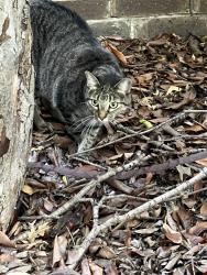 Found/Stray Unknown Cat last seen Woodburn corners and Cromwell court, Plano, TX 75075