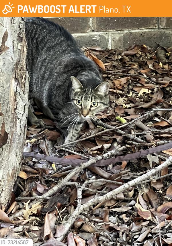 Found/Stray Unknown Cat last seen Woodburn corners and Cromwell court, Plano, TX 75075