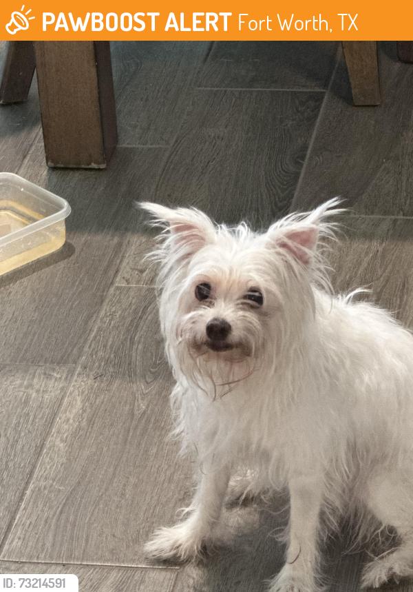 Found/Stray Female Dog last seen Hulen and Columbus trail, Fort Worth, TX 76133