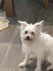 Found/Stray Female Dog last seen Hulen and Columbus trail, Fort Worth, TX 76133