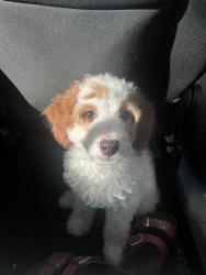 Lost Male Dog last seen Eastland community, Crandall, TX 75114