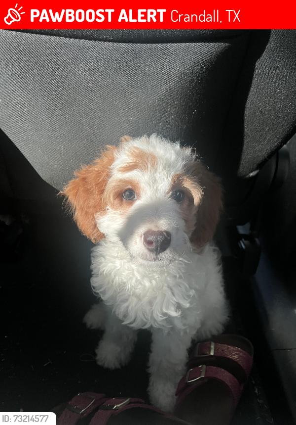 Lost Male Dog last seen Eastland community, Crandall, TX 75114