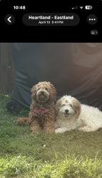 Reunited Male Dog last seen Eastland subdivision, Crandall, TX 75114