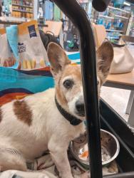 Lost Female Dog last seen I was at baptist church fire in my room so slept on porch, Ormond Beach, FL 32174