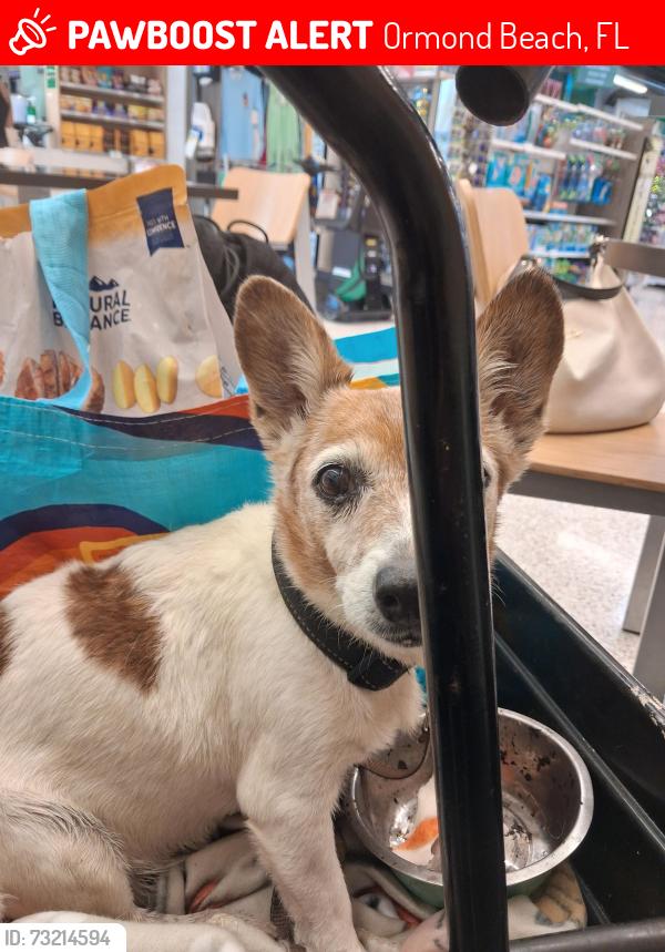 Lost Female Dog last seen I was at baptist church fire in my room so slept on porch, Ormond Beach, FL 32174