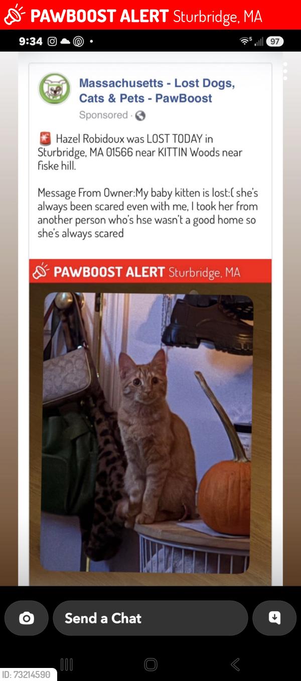 Lost Female Cat last seen Near fiske hill rd, Sturbridge, MA 01566