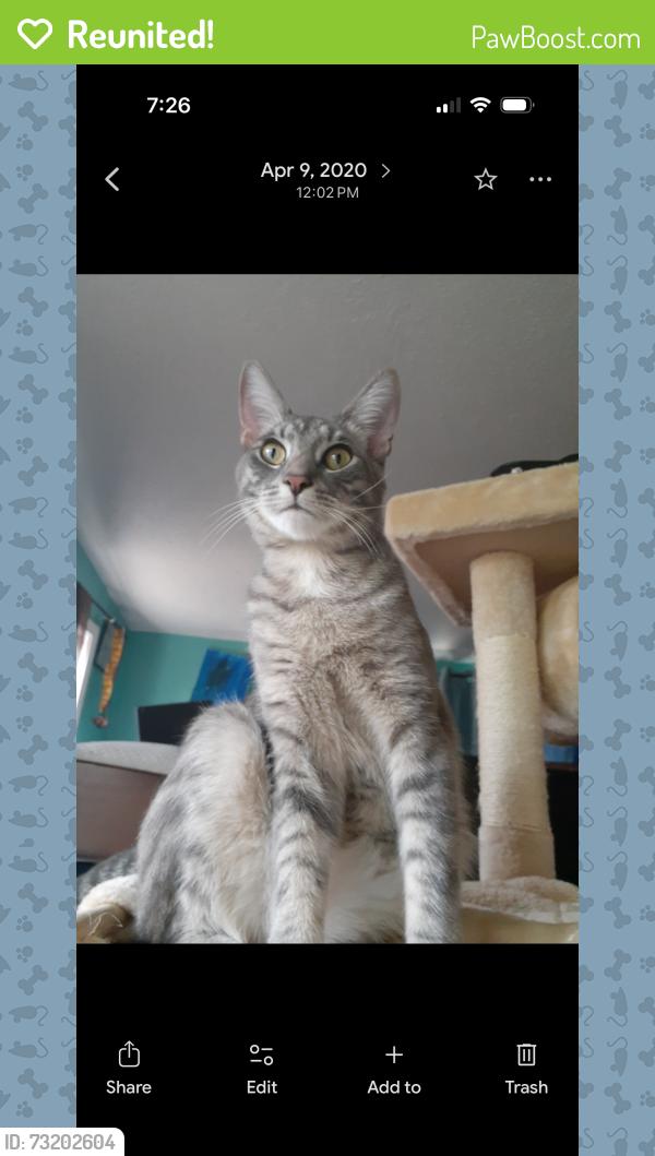 Reunited Male Cat last seen Clark, Mountain View, CA 94040