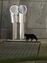 Found/Stray Unknown Cat last seen Peachtree St. and 11th St. (Federal Reserve Bldg), Atlanta, GA 30309