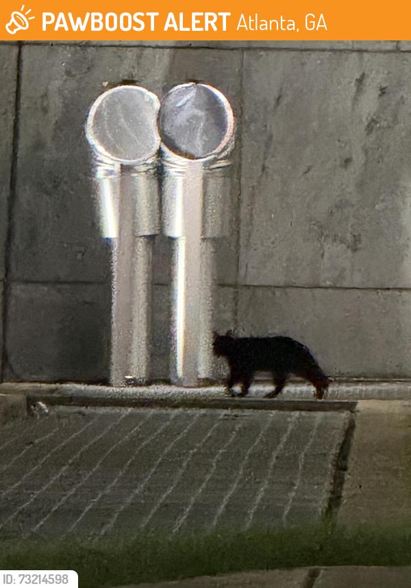 Found/Stray Unknown Cat last seen Peachtree St. and 11th St. (Federal Reserve Bldg), Atlanta, GA 30309