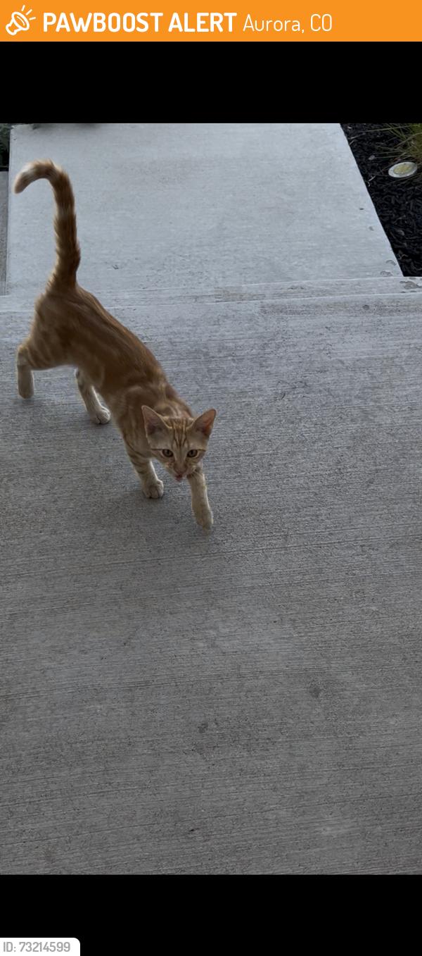 Found/Stray Male Cat last seen Near north quemoy st aurora, Aurora, CO 80019