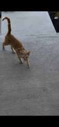 Found/Stray Male Cat last seen Near north quemoy st aurora, Aurora, CO 80019