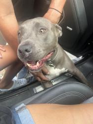 Reunited Male Dog last seen Harness and Riata, San Antonio, TX 78227