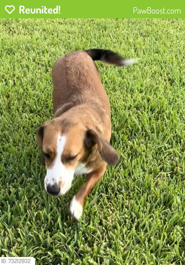 Reunited Female Dog last seen Miramesa drive and Fry Rd, Houston, TX 77433