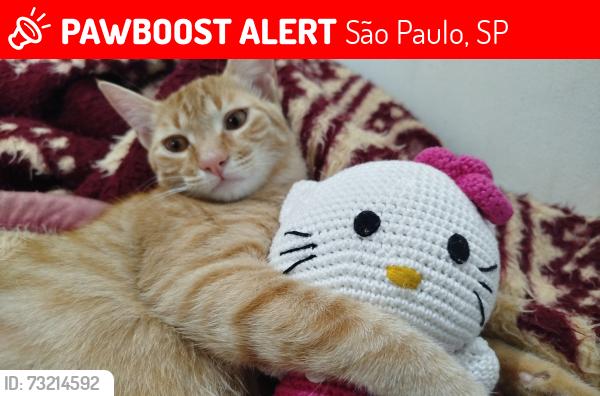 Lost Female Cat last seen Rua aurora Tristão 72, São Paulo, SP 