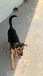 Reunited Female Dog last seen Jesse Jewell Pkwy crossing from the Popeyes, Gainesville, GA 30501