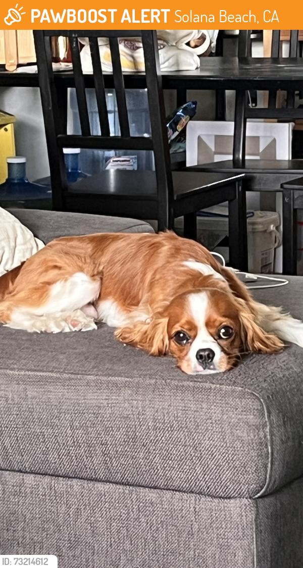 Found/Stray Male Dog last seen Nardo ave, Solana Beach, CA 92075