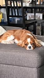 Found/Stray Male Dog last seen Nardo ave, Solana Beach, CA 92075