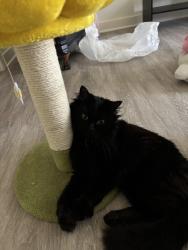 Found/Stray Male Cat last seen Near East Mint Complex, Charlotte, NC 28227