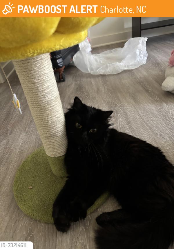 Found/Stray Male Cat last seen Near East Mint Complex, Charlotte, NC 28227