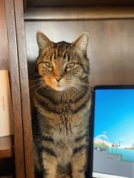 Lost Male Cat last seen Heritage hills, Cochrane AB, Cochrane, AB 