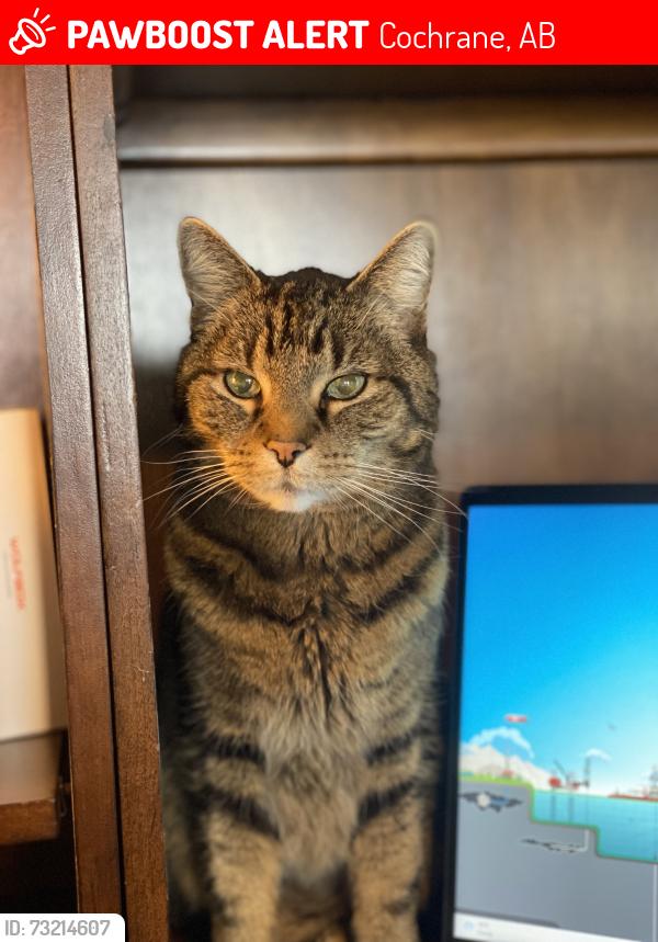 Lost Male Cat last seen Heritage hills, Cochrane AB, Cochrane, AB 