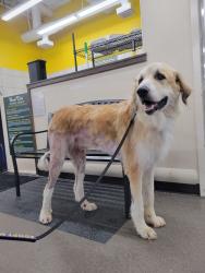 Found/Stray Male Dog last seen Dumbster, Bexar County, TX 78237
