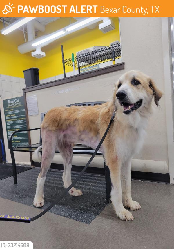 Found/Stray Male Dog last seen Dumbster, Bexar County, TX 78237