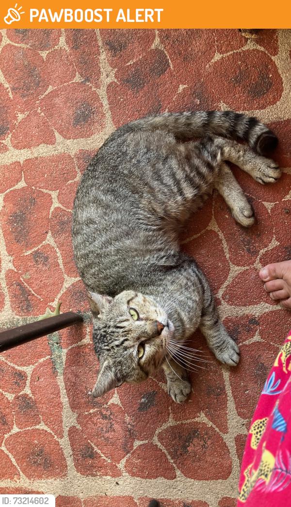 Found/Stray Male Cat last seen Midway Road/Lark Road, Newberry Township, PA 17370
