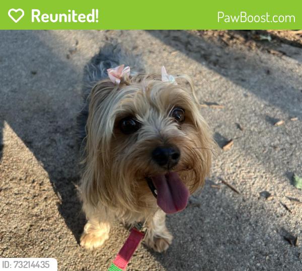 Reunited Female Dog last seen Vine St and 22nd, Denver, CO 80205