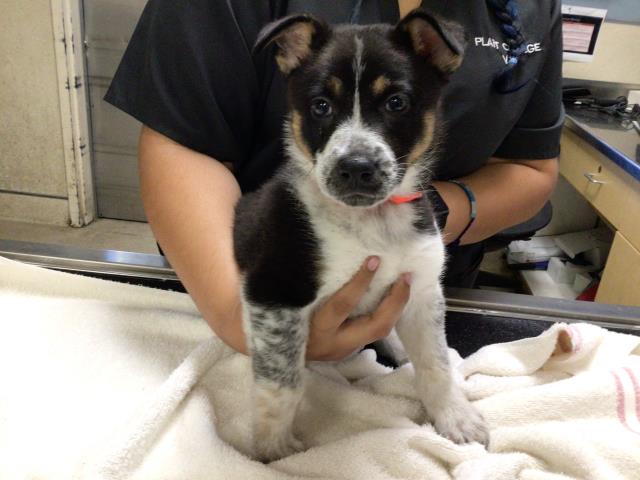 Shelter Stray Male Dog last seen Near BLOCK FRANK AVE, JURUPA VALLEY CA 91752, 6851 Van Buren Boulevard, Jurupa Valley, CA 92509, USA