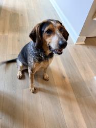 Found/Stray Male Dog last seen Holcomb bridge road and mcmillan rd, Weaverville, NC 28787
