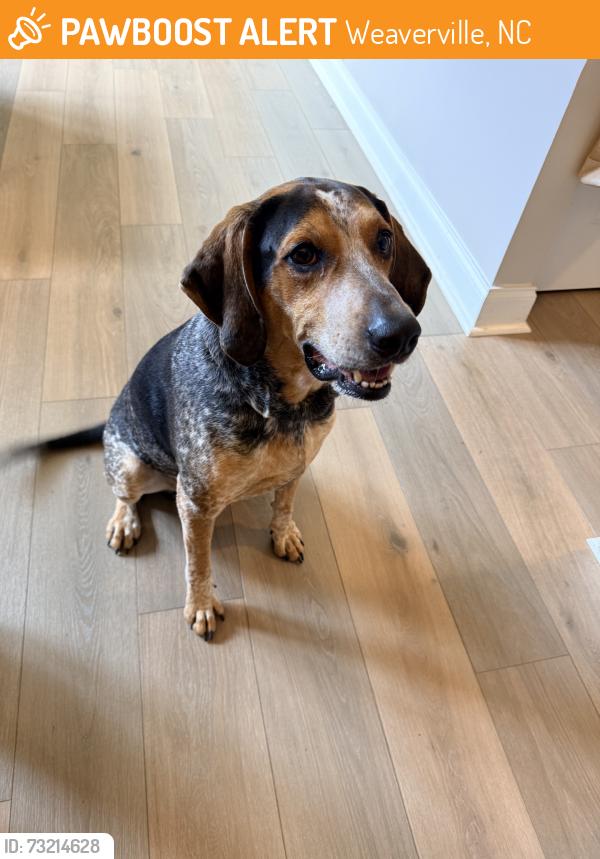 Found/Stray Male Dog last seen Holcomb bridge road and mcmillan rd, Weaverville, NC 28787