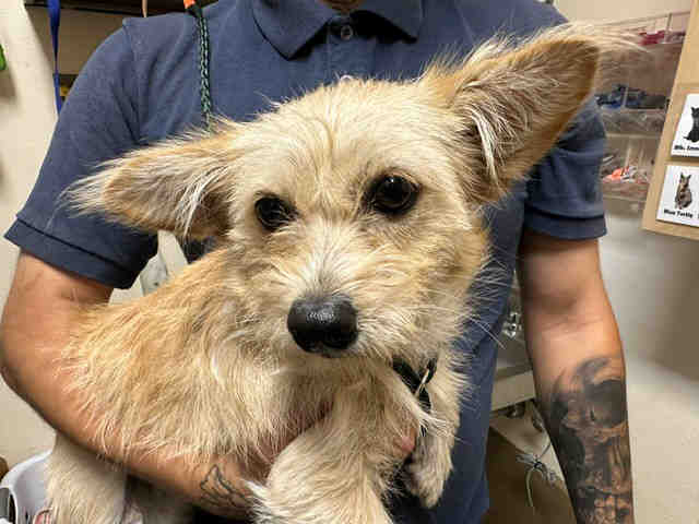Shelter Stray Female Dog last seen , 5821 Sweetwater Rd, Bonita, CA 91902, USA