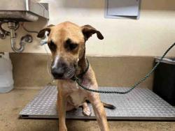 Shelter Stray Male Dog last seen PIPING ROCK LN, 5821 Sweetwater Rd, Bonita, CA 91902, USA