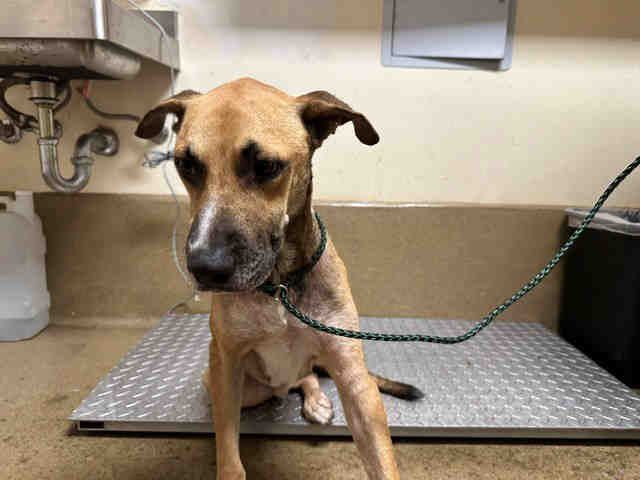 Shelter Stray Male Dog last seen PIPING ROCK LN, 5821 Sweetwater Rd, Bonita, CA 91902, USA