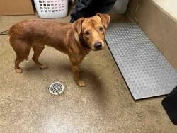 Shelter Stray Male Dog last seen PIPING ROCK LN, 5821 Sweetwater Rd, Bonita, CA 91902, USA