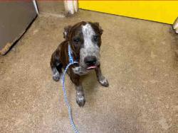 Shelter Stray Male Dog last seen SPRING VALLEY SWAP MEET, 5821 Sweetwater Rd, Bonita, CA 91902, USA
