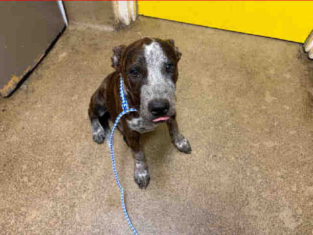 Shelter Stray Male Dog last seen SPRING VALLEY SWAP MEET, 5821 Sweetwater Rd, Bonita, CA 91902, USA