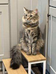 Lost Male Cat last seen Near Park Ave SE, Atlanta, GA 30315